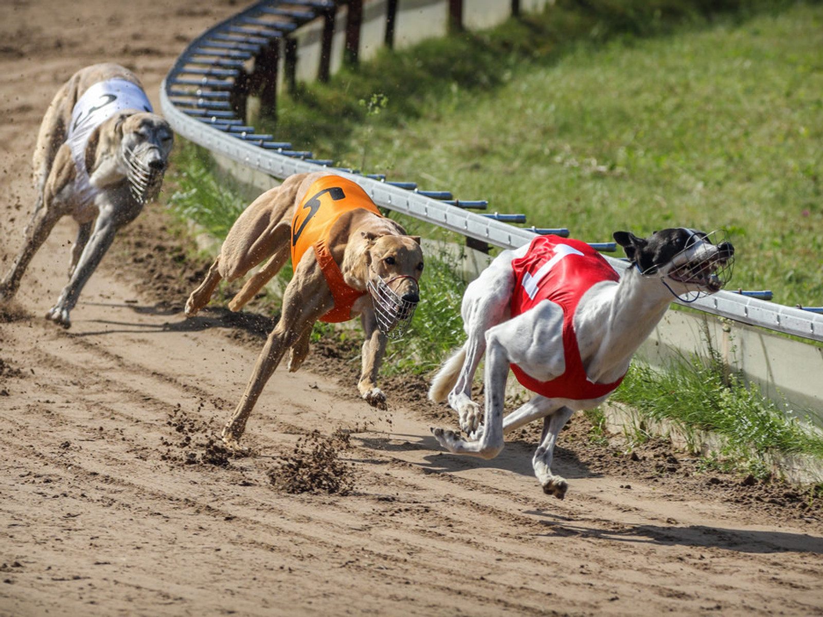 Greyhound racing at the TAB