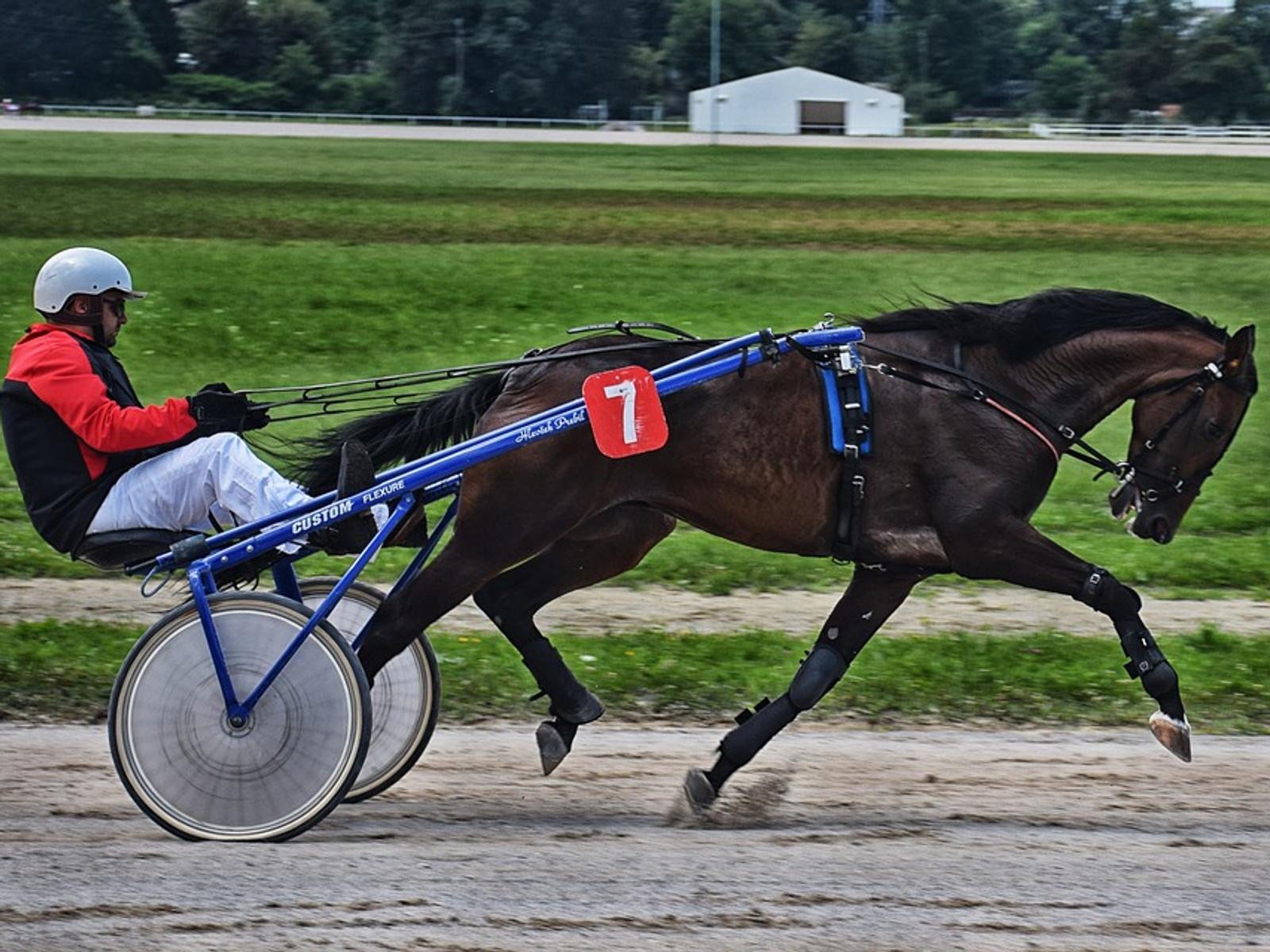 Harness racing at the TAB
